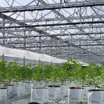 8mm Float Glass Multi Span Venlo Glass Greenhouse Top Heigh 4.5m-7.5m