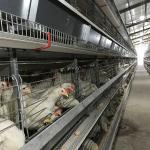 Saudi Arabia H Type Automatic Battery Chicken Cage System Indonesia Poultry