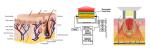 2015 Hot Sell !! Spa SHR IPL Laser Hair Removal Machine For Sale SHR IPL Elight