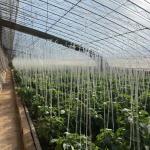 Full Payment Single Layer Hydroponics Flower Sunlight Greenhouse for Your