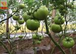 PP Agricultural Netting For Plant Support , White Color BOP Plastic Mesh Netting