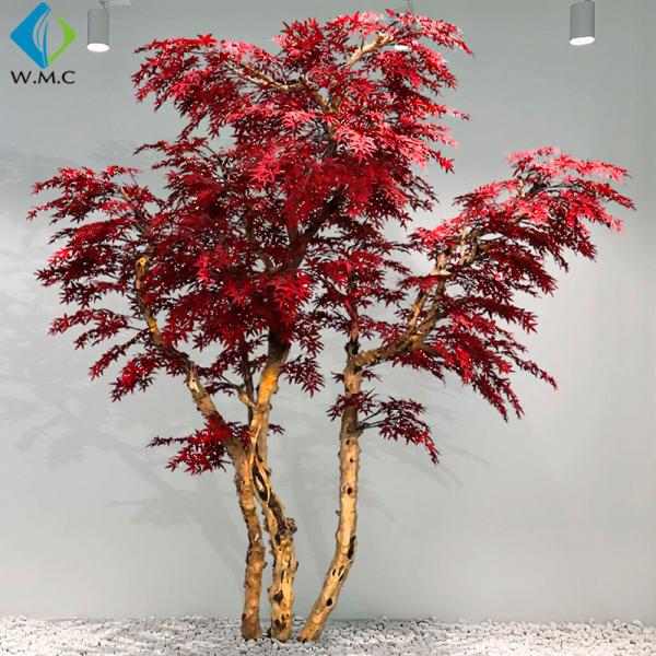 T11048  red maple.jpg