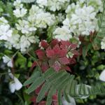 Custom Artificial Plant Boxwood Hedge Wall 2*25 Home Decor Flower Panel