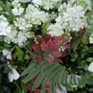 Wholesale Plastic Uv Protected Artificial Greenery Hedge Wall For Decoration from china suppliers