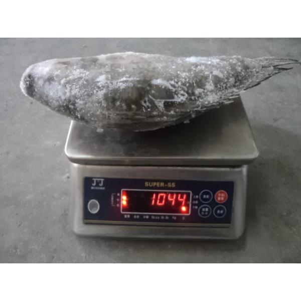Quality Frozen Whole Round Black Tilapia Big Size for sale