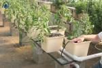 11L Hydroponic Plastic Dutch Bato Buckets For Vegetable / Fruits Growing