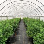 300 Sq Meters Breathable Light Deprivation Greenhouse With Blackout System