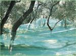 Agriculture Fruit Collect Olive Harvesting Nets , Dark Green HDPE