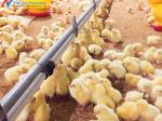 Automatic Broiler Poultry Equipment Plastic Poultry Farm Feeding System