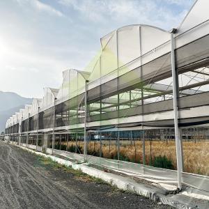 Wholesale Commercial Hot Dip Galvanized Frame Tomato Strawberry Poly Tunnel Greenhouse For Lettuce from china suppliers
