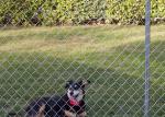 6ftx50ft Steel Chain Link Fencing