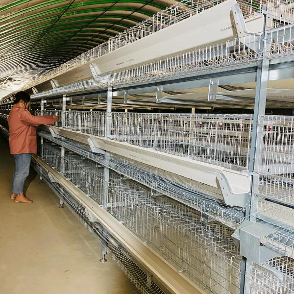 Hot Galvanized Commercial Chicken Layer Cage Silver Color