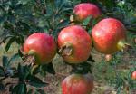 Anti-cancer Punica granatum polyphenols10%-70% brown powder of Pomegranate Peel
