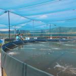 Direct 0.5mm Eco-Friendly HDPE Plastic Geomembrane for Fish Pond Roll Length 50