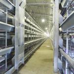 Front Door A Type Layer Cages , 2.3mm - 4.2mm Wire Dia Automatic Chicken Cage