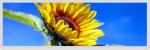 29 Inch TFT Bar Type LCD Display LVDS 1920x540 Ips Viewing Angle 51 Pins
