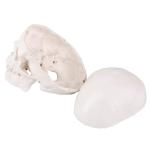 Human Medical Anatomical Adult Head Bone Mini Skull Model For Education