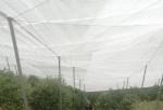 White Agriculture Anti Insect Netting 40 Mesh 1m - 4m UV Resistant
