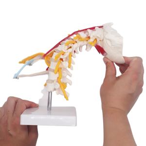 Wholesale Students Study Anatomical Skeleton Model Cervical Spine Bone ODM from china suppliers
