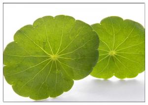 Wholesale Skin Scars Anti-aging Gotu Kola Leaf, Centella Asiatica Extract for Cosmetic industry from china suppliers