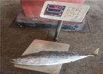 Purse Seine Catch 3.4kg Frozen Skipjack For Canned Use