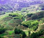 Ecological small green tea shouning mountain cloud tea 2018 new tea drying green