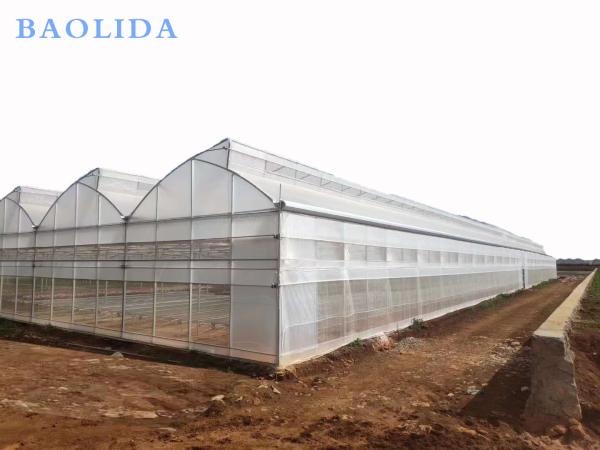 Seedling Nursery Greenhouse Structure Galvanizing Steel Arched Frame Multi Span