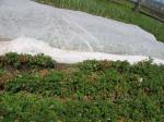 Eco Friendly Agriculture Non Woven Fabric With 1% - 4% UV Treated OEM / ODM