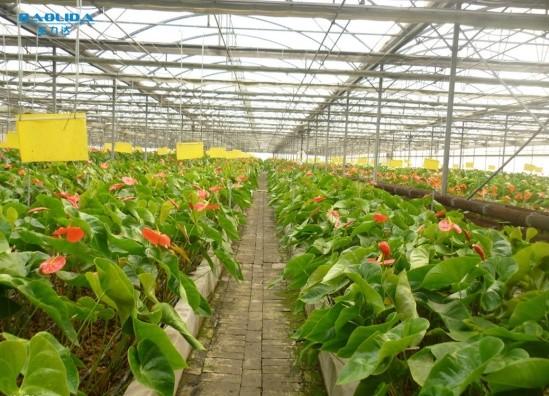 Multi Span Glass Venlo Type Greenhouse Hot Galvanized 6m 7m 8m Length