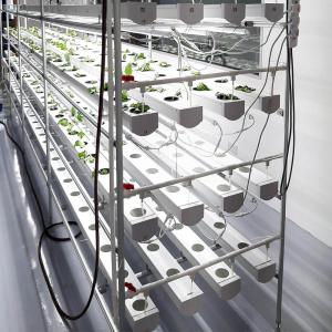 Wholesale Strawberry NFT Hydroponics System Soilless Growing PVC Pipe / Channel For Lettuce from china suppliers