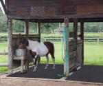 Equine Stall Mats Duty Stall Mats For Floor Surface Absorbent Mat Lightweight