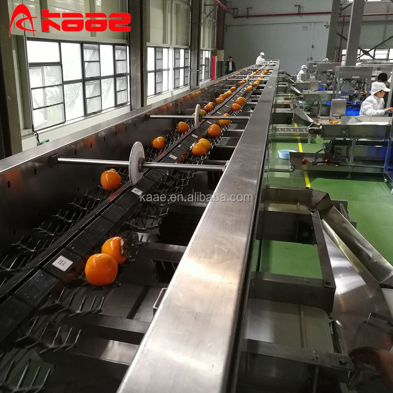 10t/H Dried Persimmon Production Line Persimmon Peeling Machine Heated Persimmon Drying Room