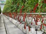 Green Leaves Vegetables Film PC Sheet Agricultural Multi-Span Greenhouses for