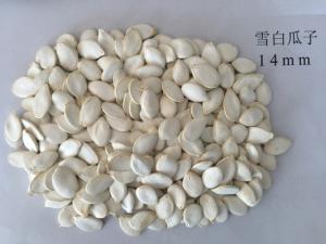 Wholesale Snow White 99% Purity Pumpkin Seed Pumpkin Seeds Also Have Certain Effect On Gout from china suppliers