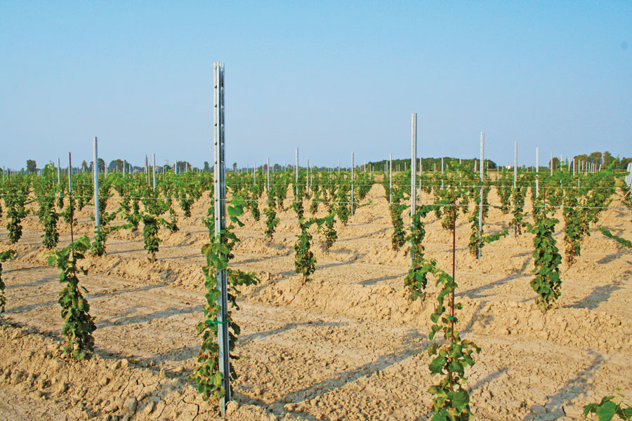 High Strength Plant Support Posts 80g/M2- 275g/M2 Zinc Coating Rainproof
