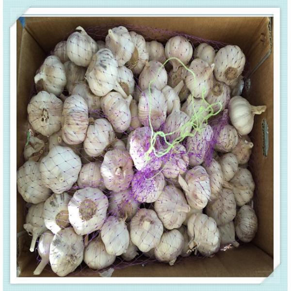 Normal White / Pure White FRESH GARLIC, SIZES 4cm 5cm 5.5cm 6cm