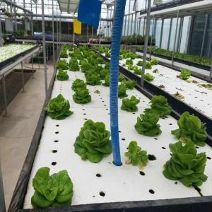 Wholesale Suitable Seedling Cultivation Budget-Friendly Film Greenhouse with Plastic Sheet Cover from china suppliers