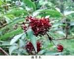 Elderberry Pure Extract 10:1; 20:1, antioxidant, anti-aging ingredient,