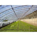 Traditional Film Solar Greenhouse Large and Durable for Vegetable Cultivation
