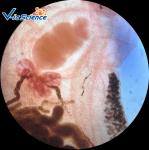 High Grade Parasitology Slides 30 Pcs / Set Parasitology Parepared Slides