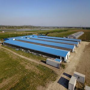 CE Livestock Farm House Steel Structure Chicken House And Equipment For Chicken