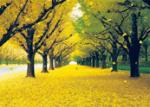 PLASTIC LENTICULAR 2 images 3 images flip effect lenticular printing from left