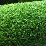 Promotion Artificial Golf Grass / 15mm Synthetic Golf Green Ornamental