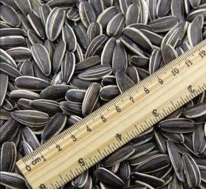 Wholesale New Crop Sunflower Seeds for Wholesale from Chinese T5 210-220 High Grade Raw 20/25kg Pp Woven Bag Packaging Sun Dried Sets from china suppliers