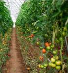 Multi-Span Single-Pan Hydroponic Tomato Cultivation Greenhouse for Aquaculture