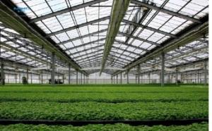 Wholesale Galvanized Steel Pipe Automatic Venlo Glass Greenhouse For Botanical Garden from china suppliers