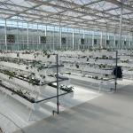 9.6m 10.8m 12m span venlo prefab glass greenhouse indoor for vegetable