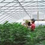 External Shading System vegetable Light Deprivation Greenhouse for Plants