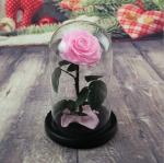 OEM Perfect Valentines Day Gifts Multiple Colours Preserved Everlasting Real