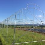 Umbrella Galvanized Greenhouse Frames Single Span Tropical Tunnel Automatic Vent